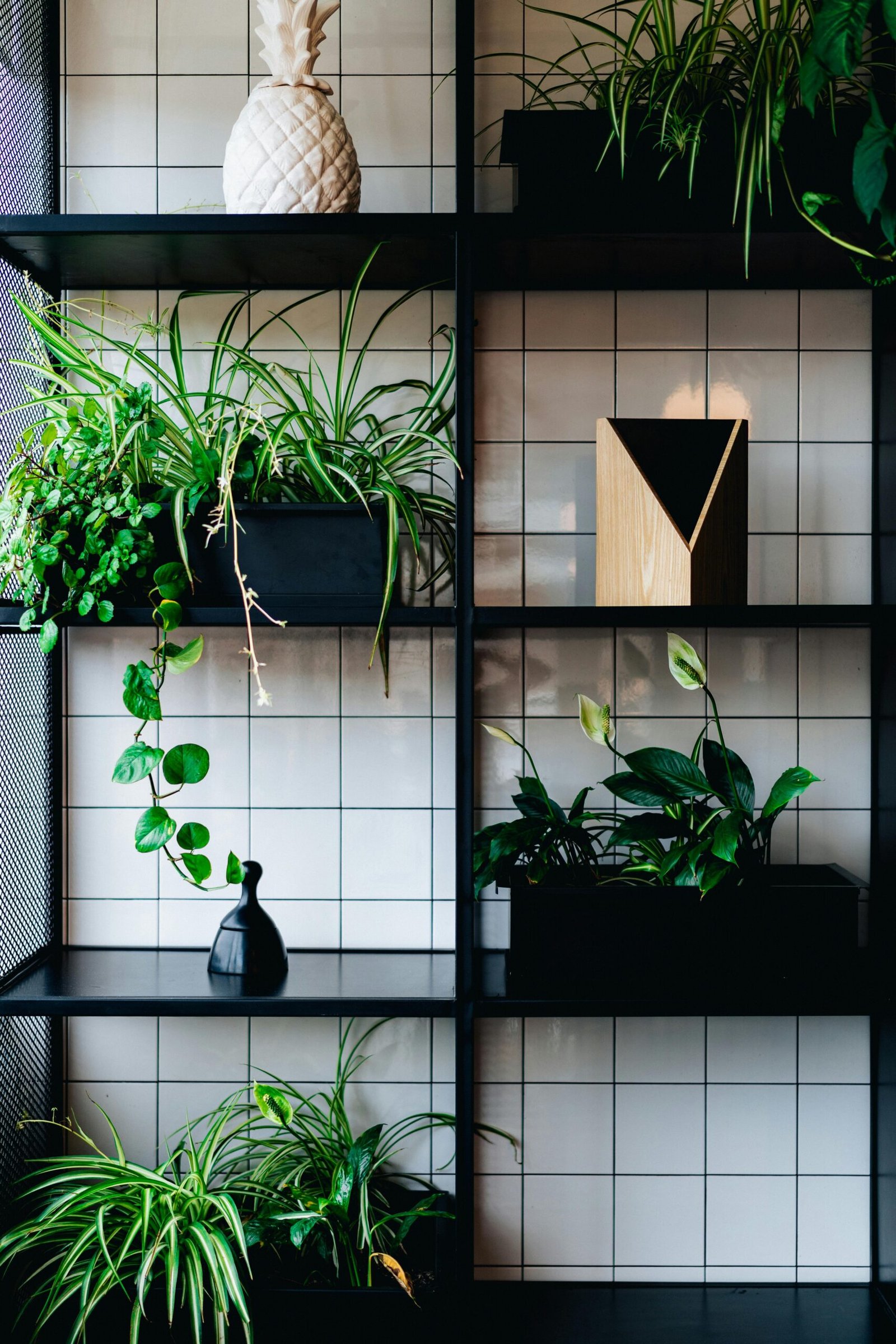 Wall-mounted black rack with potted plants displayed against a tiled background.
